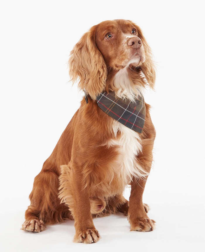 Pet Leads & Collars