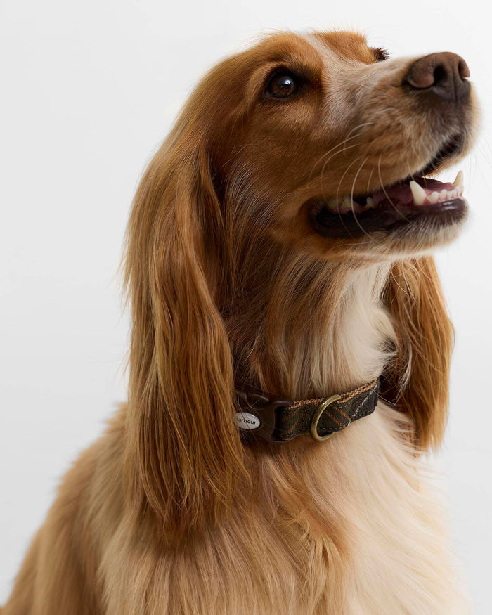 Pet Leads & Collars