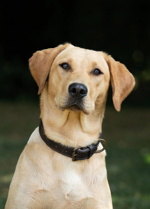 (Dubarry) Axel Padded Leather dog collar - Mahogany